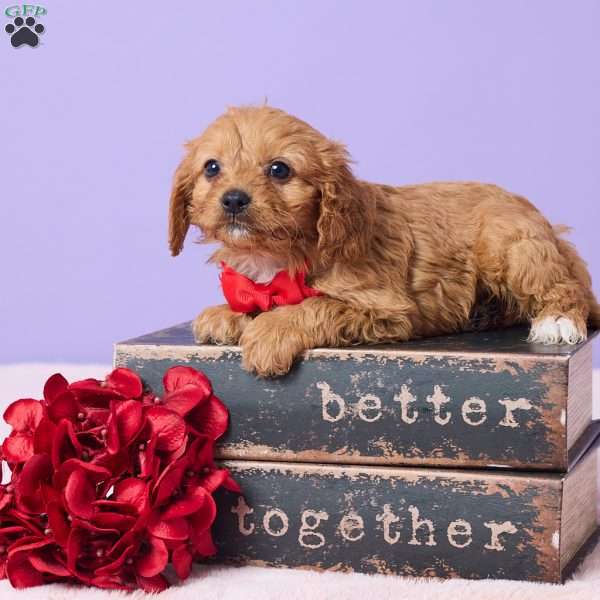 Bryce, Cavapoo Puppy